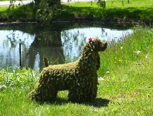 Cocker Spaniel Topiary 2 Cocker Spaniel Topiary - Image 2