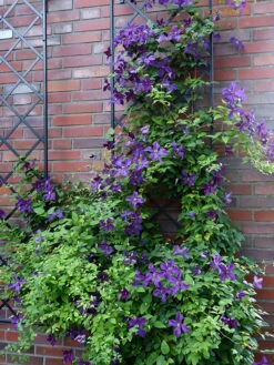 19" Wall Trellis (2 Pack) -Garden Decoration Store 19 Wall Clematis 79232.1676036634