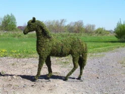 Horse Topiary
