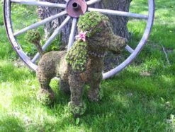 Poodle Topiary -Garden Decoration Store 33c1c387 d162 49ce 928d b67ee5fbbc21 POODLE 63225.1676036625