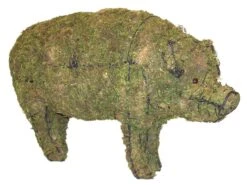 Pig Topiary