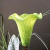 Blown Glass Water Tulip