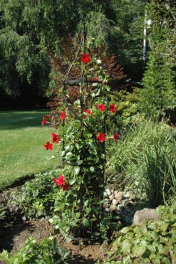 Border Tuteur 5 Border Tuteur -Garden Decoration Store AMTUT Beauty 34492.1699999222