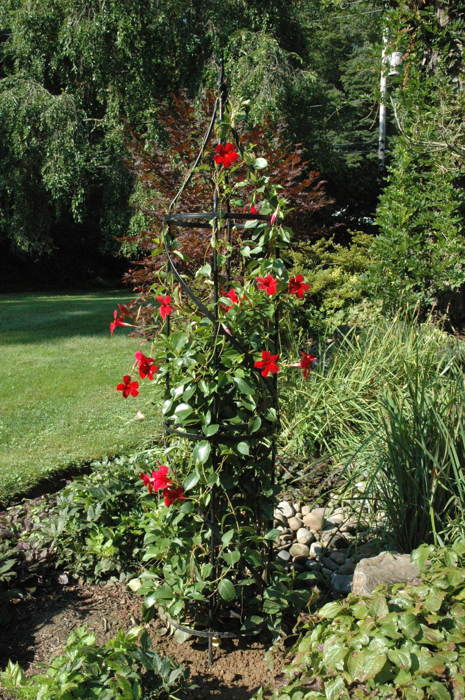 Border Tuteur 3 Border Tuteur - Image 3