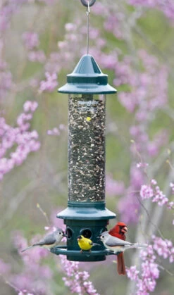 Squirrel Buster Plus 6 Squirrel Buster Plus -Garden Decoration Store B 1024 31038.1677364774