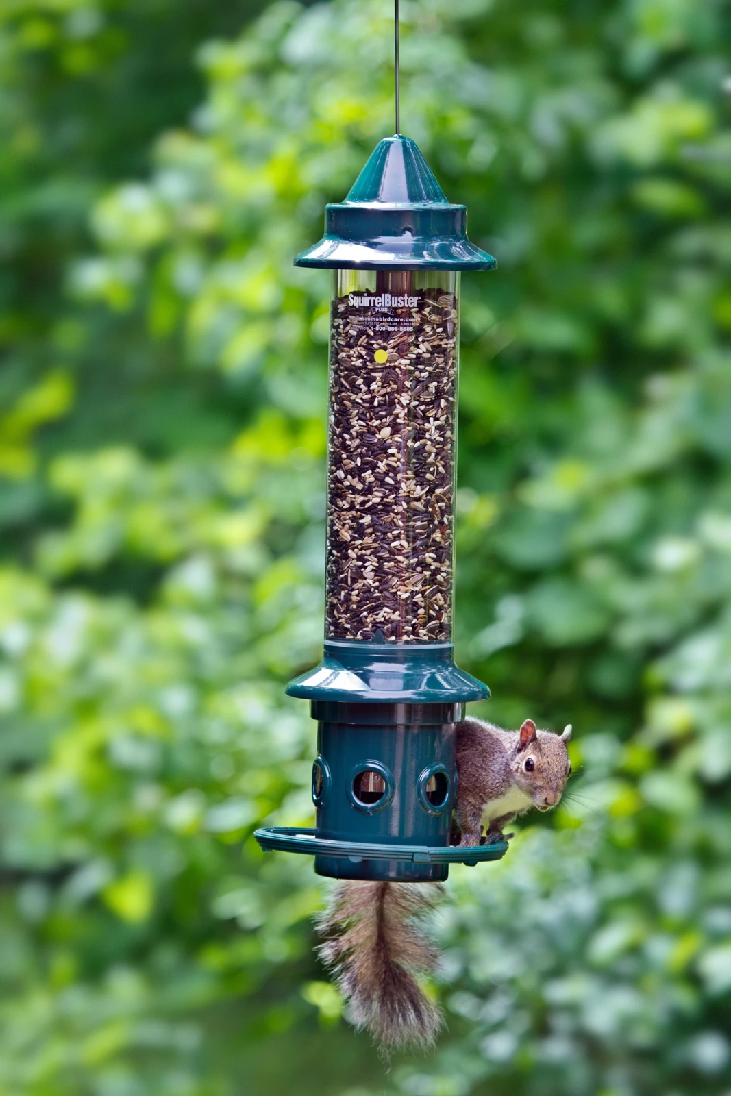 Squirrel Buster Plus 2 Squirrel Buster Plus - Image 2