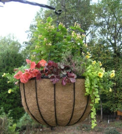 Bellus Hanging Basket -Garden Decoration Store BS22 6 Copy 35735.1680724128