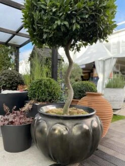 Botticelli - Antique Bronze Finish -Garden Decoration Store Boticelli at chelsea 53527.1715798105