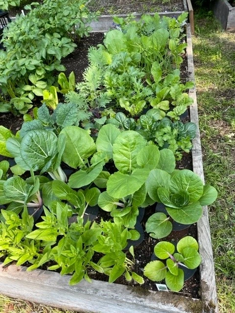 Cabbage Collars Pack Of 20 2 Cabbage Collars Pack Of 20 - Image 2