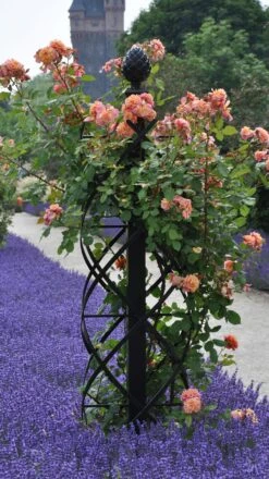Charleston Rose Pillar 15 Charleston Rose Pillar -Garden Decoration Store Charleston castle 72399.1709321484
