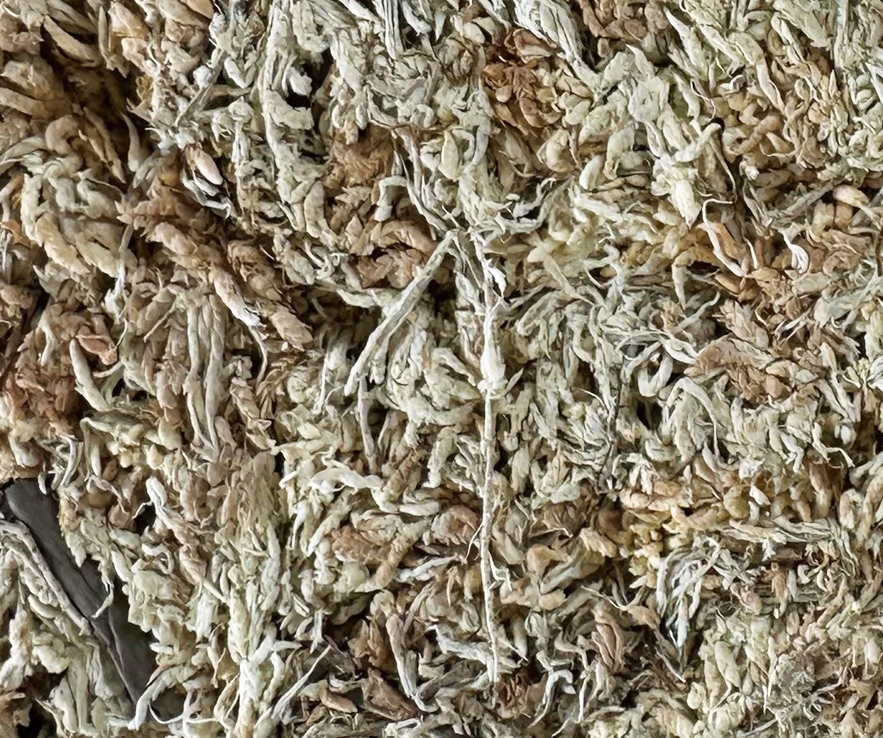 Besgrow NZ Sphagnum Moss 4" Strand Classic 150 Gram 2 Besgrow NZ Sphagnum Moss 4" Strand Classic 150 Gram - Image 2
