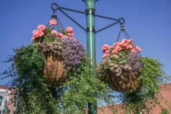 Bellus Hanging Basket -Garden Decoration Store Flagstaff BS22 2 58471.1707775398