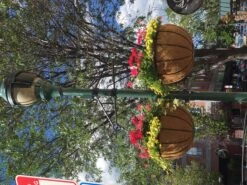 Bellus Hanging Basket -Garden Decoration Store Flagstaff BS22 6 61882.1707775398