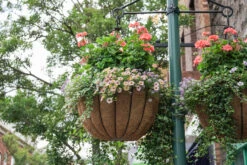 Bellus Hanging Basket -Garden Decoration Store Flagstaff BS22 49814.1707775398