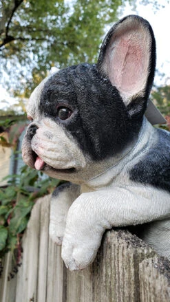 MARSHALL Hanging French Bulldog -Garden Decoration Store FrenchBulldog 1600 11096.1677448618