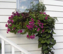 Window Hayrack Planter -Garden Decoration Store GG36SET 1600 94456.1706388645