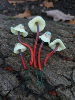Spotted Polymer Mushrooms Set Of 5 - Amber -Garden Decoration Store KB MS5A2 1600 27322.1677360911