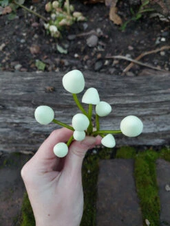 Polymer Mushrooms Set Of 9 - Creme -Garden Decoration Store KB MS5C5 1600 94788.1677360807