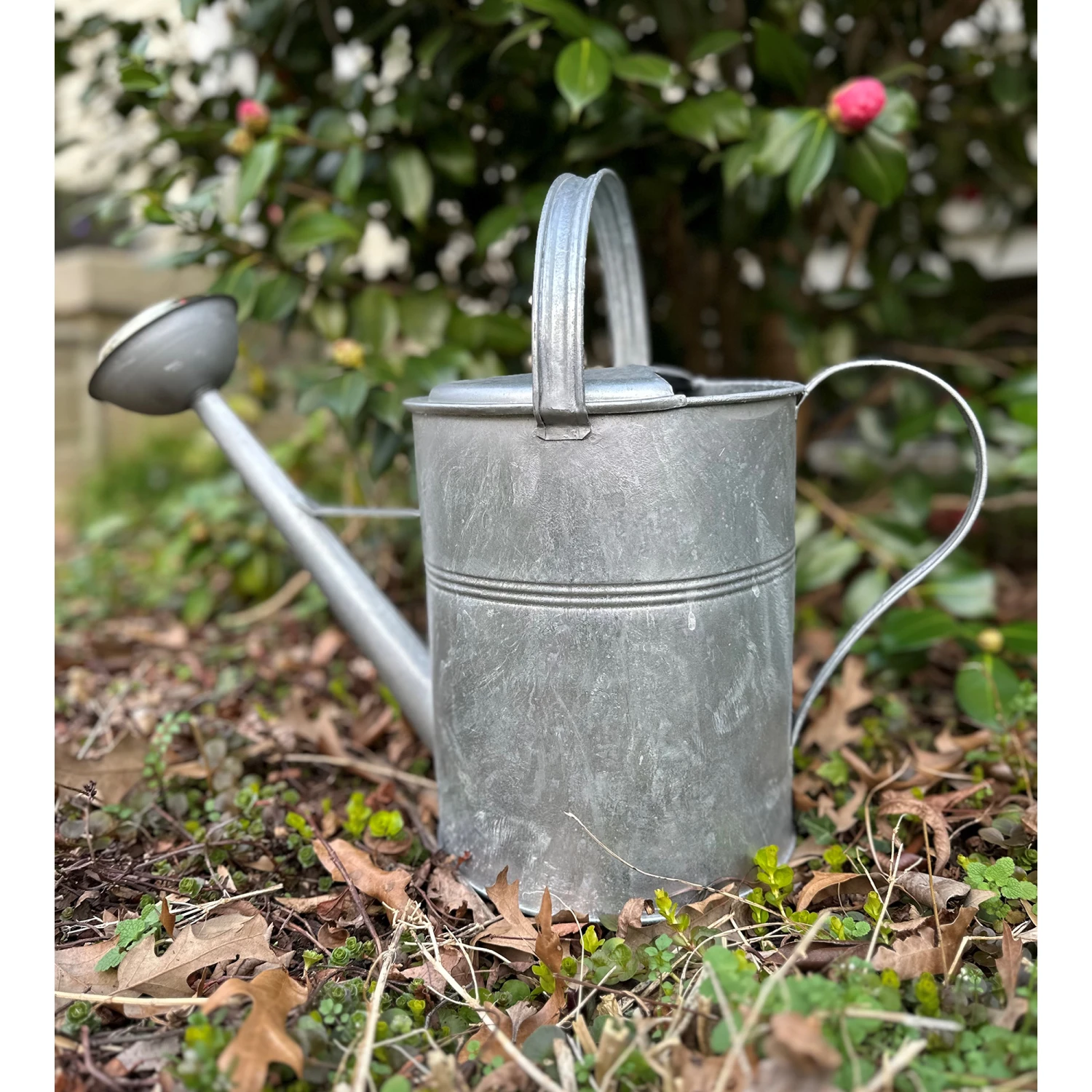 Plain Galvanized European Classic Double Grip Watering Can 2.6 Gallon 1 Plain Galvanized European Classic Double Grip Watering Can 2.6 Gallon