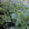 Vegetable Trellis