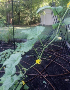 Vegetable Trellis 7 Vegetable Trellis -Garden Decoration Store LatticeTrellis Cuke3 1600 89255.1683746145