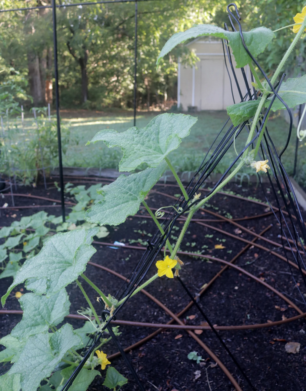 Vegetable Trellis 3 Vegetable Trellis - Image 3