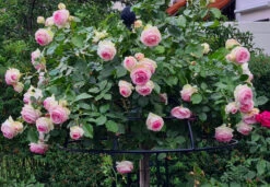 Giverny Rose Umbrella 10 Giverny Rose Umbrella -Garden Decoration Store R8 top 71852.1679060474