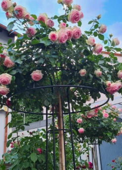 Giverny Rose Umbrella 12 Giverny Rose Umbrella -Garden Decoration Store R8a 93557.1678903493