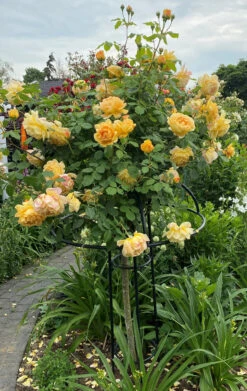 Giverny Rose Umbrella 15 Giverny Rose Umbrella -Garden Decoration Store R8b 05044.1678903494