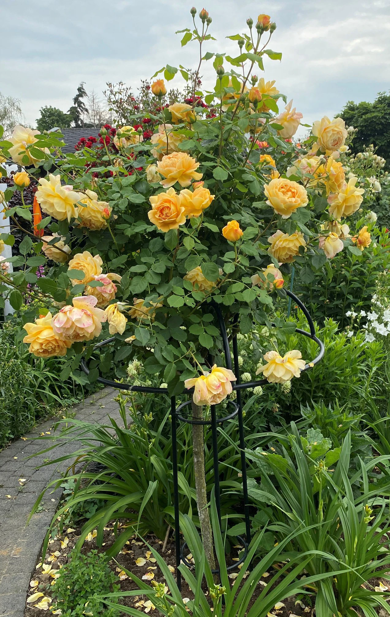 Giverny Rose Umbrella 8 Giverny Rose Umbrella - Image 8