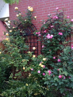 R9-4 Treillage -Garden Decoration Store R9 4 5 Roses 70457.1676036666