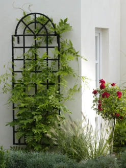 Orangery Wall Trellis