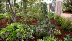 Standing Rabbit Topiary -Garden Decoration Store Rabbit Topiary Full 1 69670.1677104935