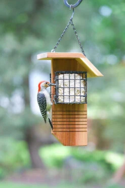 Tail Prop Suet Feeder