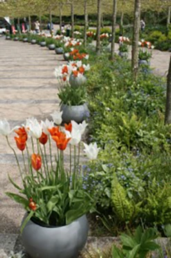 Geo Sphere -Garden Decoration Store SphereColmer 24925.1676124709