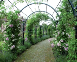 St Albans Pergola -Garden Decoration Store St Albans 1 77036.1678815192