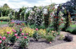 St Albans Pergola -Garden Decoration Store St Albans 2 51132.1678815192