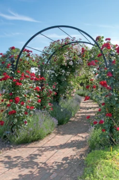 St Albans Pergola -Garden Decoration Store St Albans 3 01916.1676036670