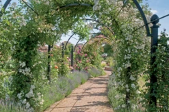 St Albans Pergola -Garden Decoration Store St Albans 4 80861.1678815192