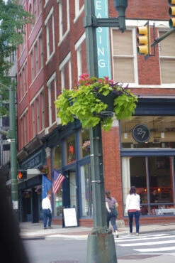 Up The Pole Half Basket Self-Watering Planter 9 Up The Pole Half Basket Self-Watering Planter -Garden Decoration Store UTP Richmond1 1600 73338.1677942453