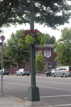 Up The Pole Half Basket Self-Watering Planter 13 Up The Pole Half Basket Self-Watering Planter -Garden Decoration Store UTP Richmond5 08434.1677942455