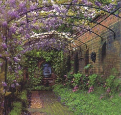 Wall Pergola -Garden Decoration Store Wall Pergola 86730.1676036718