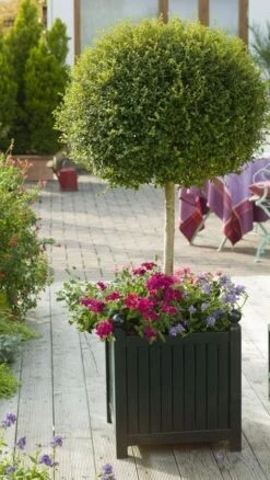 Versailles Planter 10 Versailles Planter -Garden Decoration Store a Agentur Friedrich Strauss. BITTE EXTRA ANFRAGEN Caisses de Versailles01 27324.1678815368