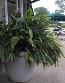 Dorset Bowl Planter -Garden Decoration Store dorset 30 lst chevy chase c 69405.1695250517