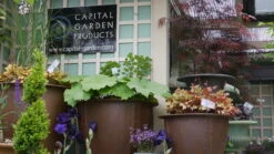 Norman Fiberglass Planter 9 Norman Fiberglass Planter -Garden Decoration Store norman plantedrust 14870.1676120731