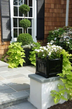 Windsor Fiberglass Planters -Garden Decoration Store windsorsq blackplanted 13147.1677703321